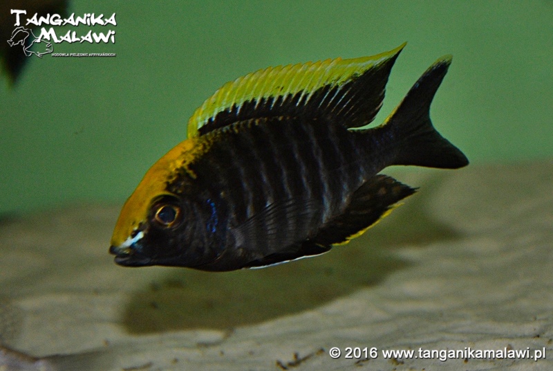 Aulonocara maylandi 'Luwala Reef'